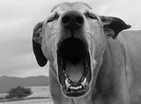 barking.jpg image by JenHowells