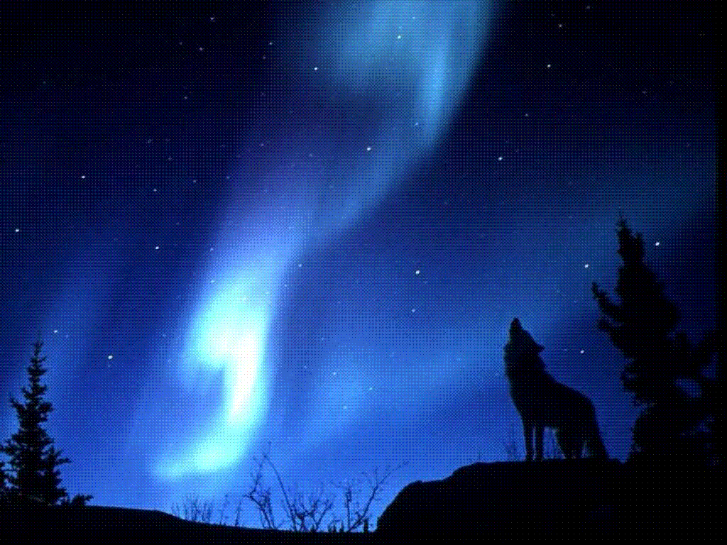 Howl.gif image by Libmom